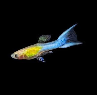 Endler -Golden Japanese Blue