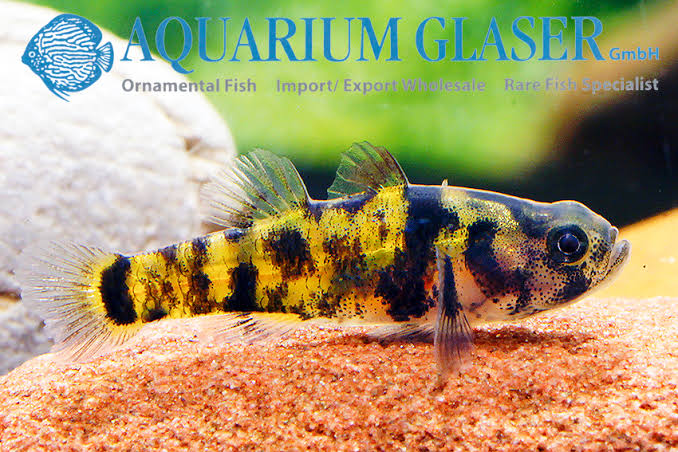 Dwarf leopard goby 2cm