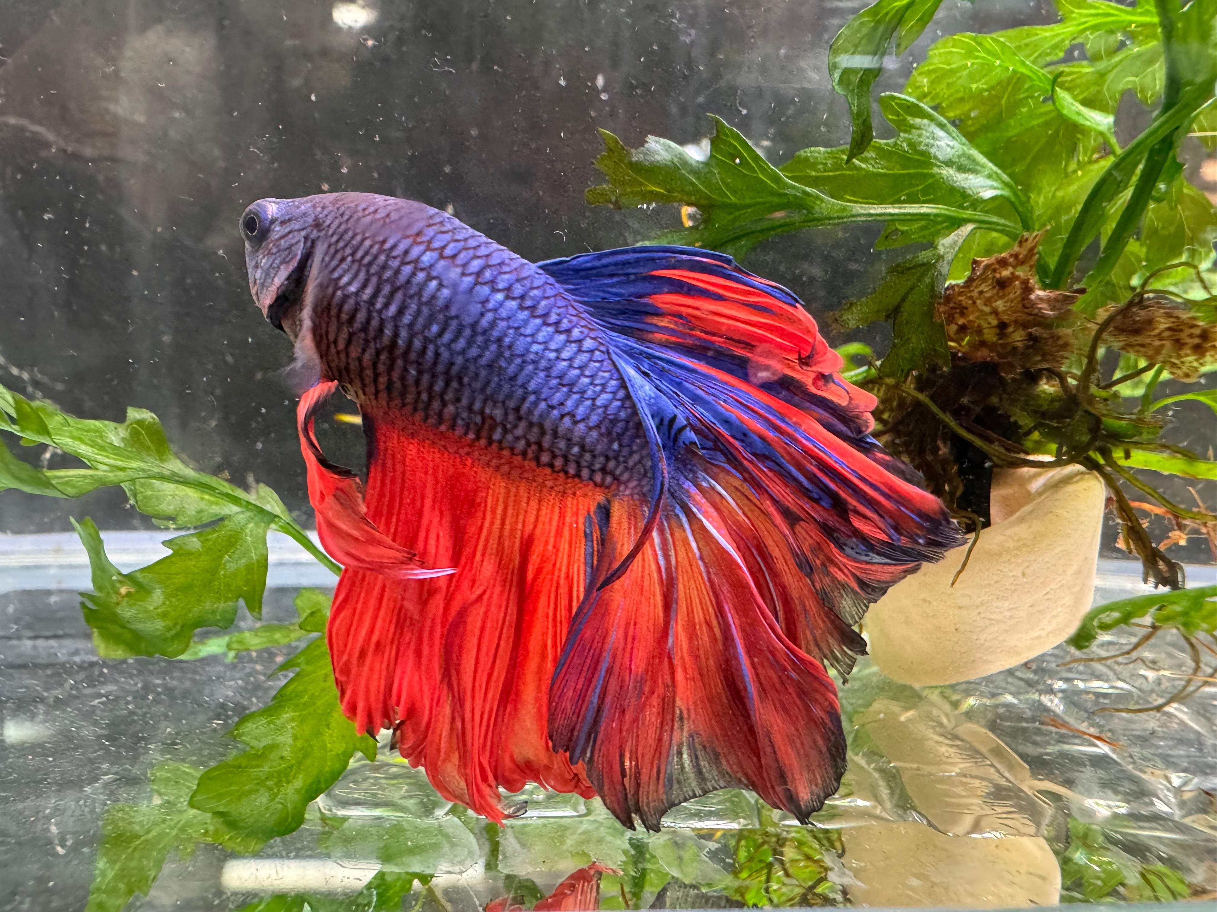 Betta Male - A Grade Giant Super Delta 6cm Show A3