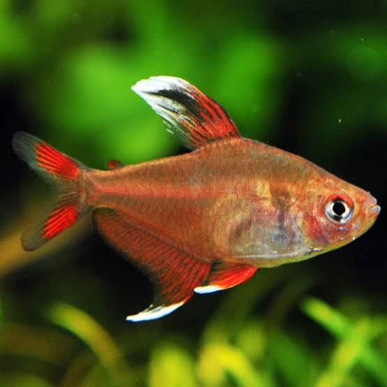 Rosy Tetra