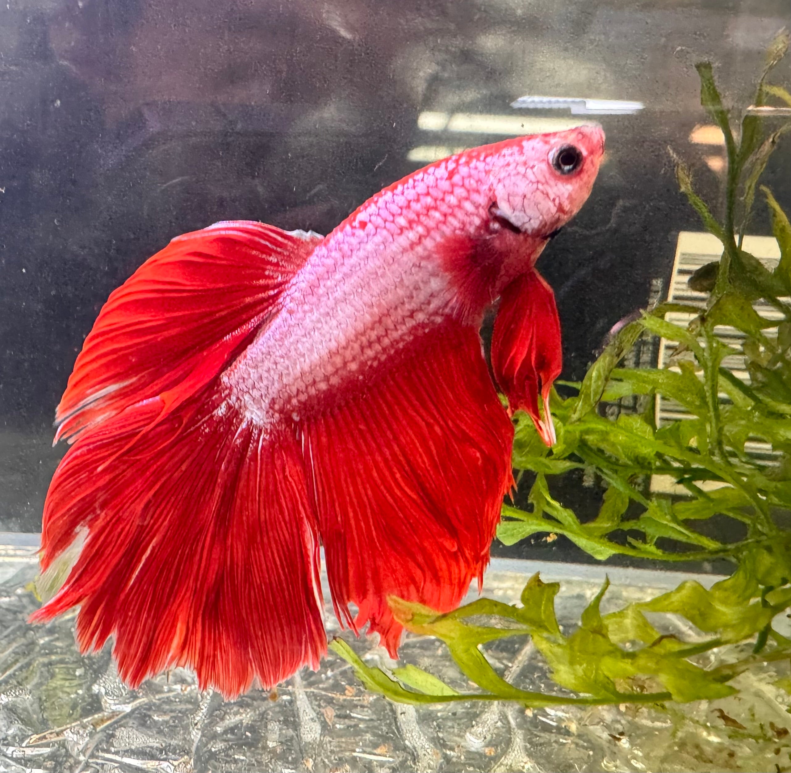 Betta Male - Red Dress Shy Boy