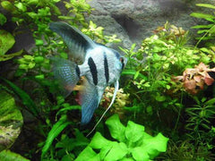 Special Selective Fancy Angel Fish 6cm