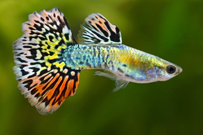Guppy -  Luminous Leopard Male Micro Aquatic Shop