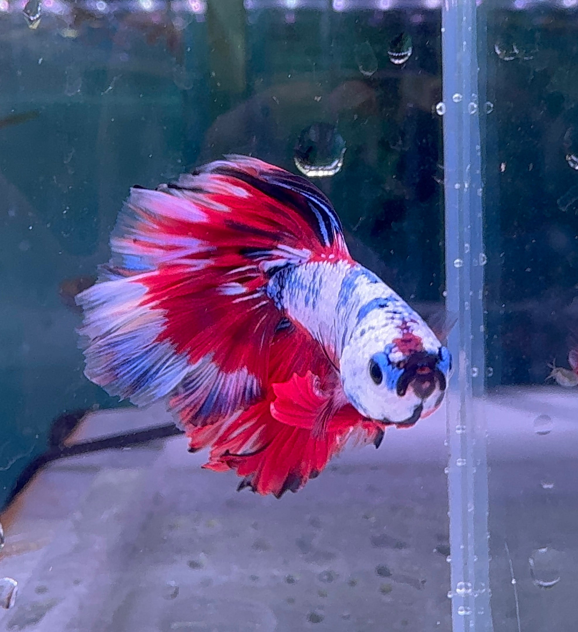 Betta Male - Dark Knight D1