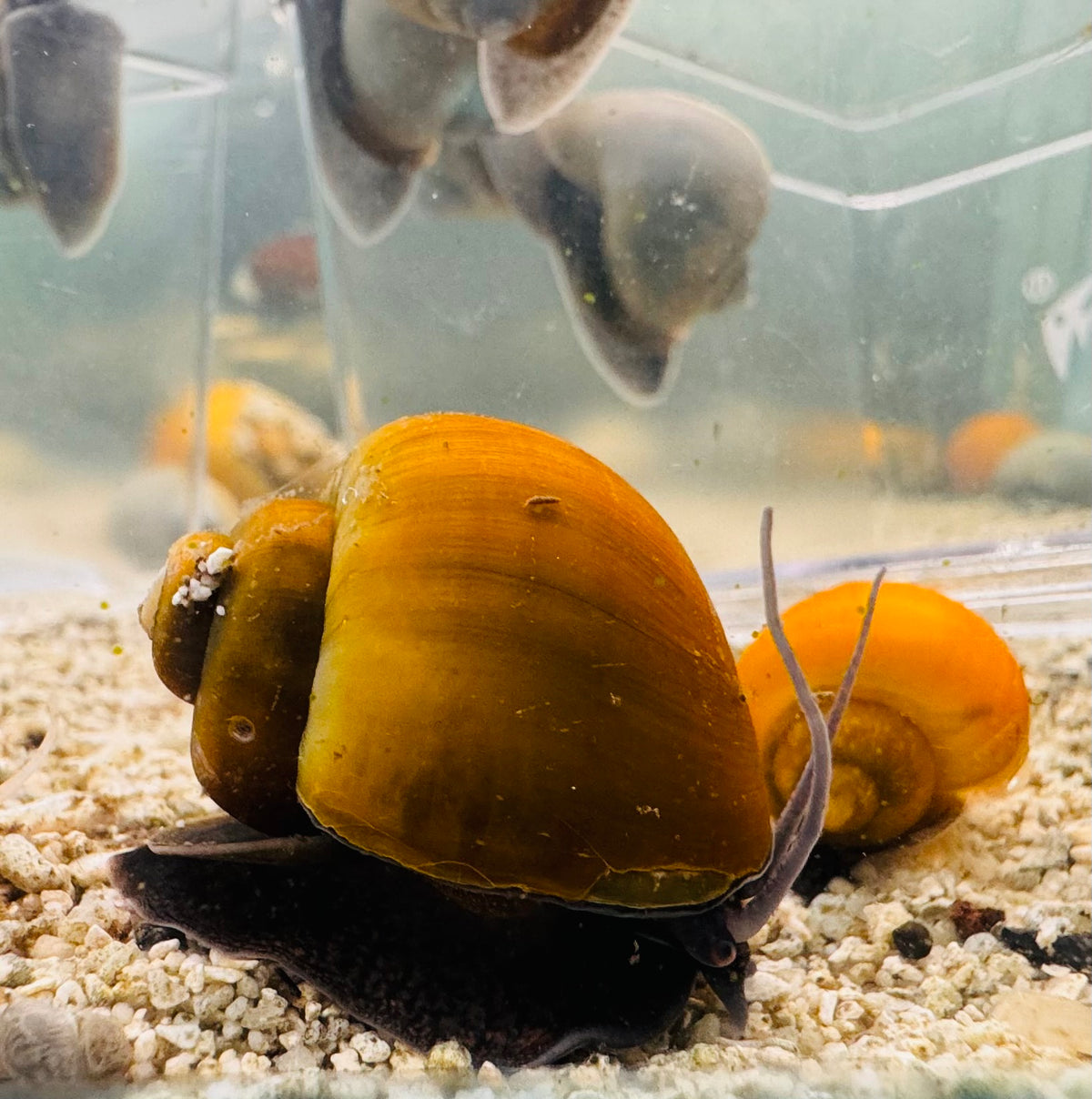 Olive Jade Mystery Snail