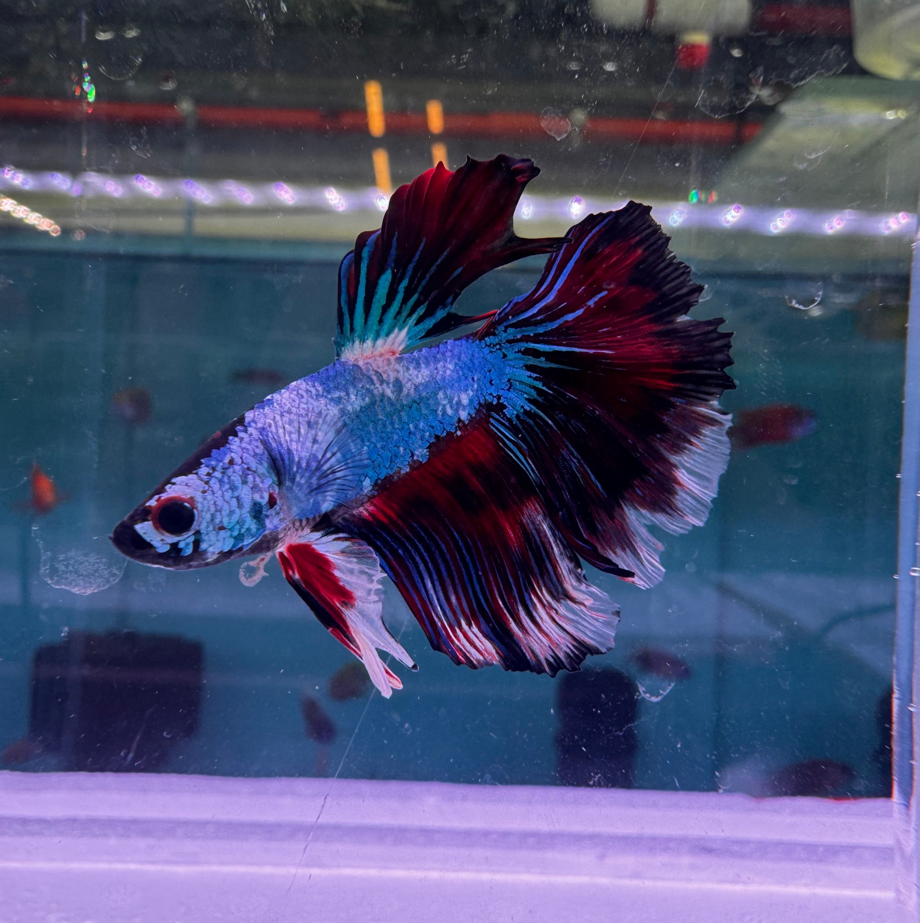 Betta Male - Dark Knight D3