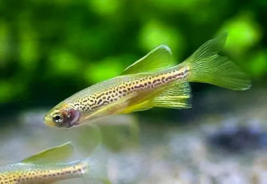 Danio - Leopard Longfin 4cm