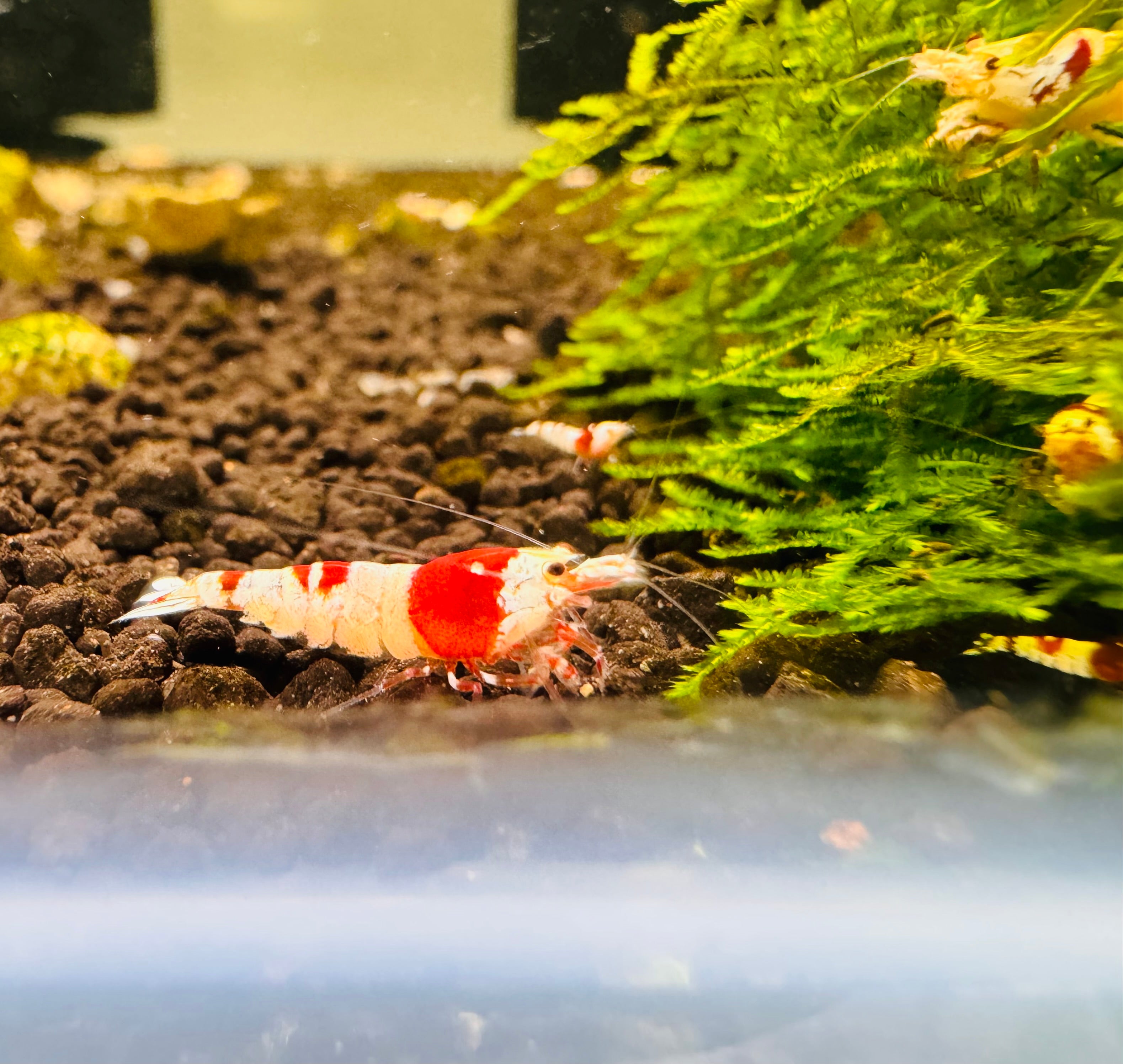 Crystal Red Shrimps Grade S to SS