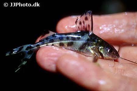 Catfish - Pictus 5cm Cutie