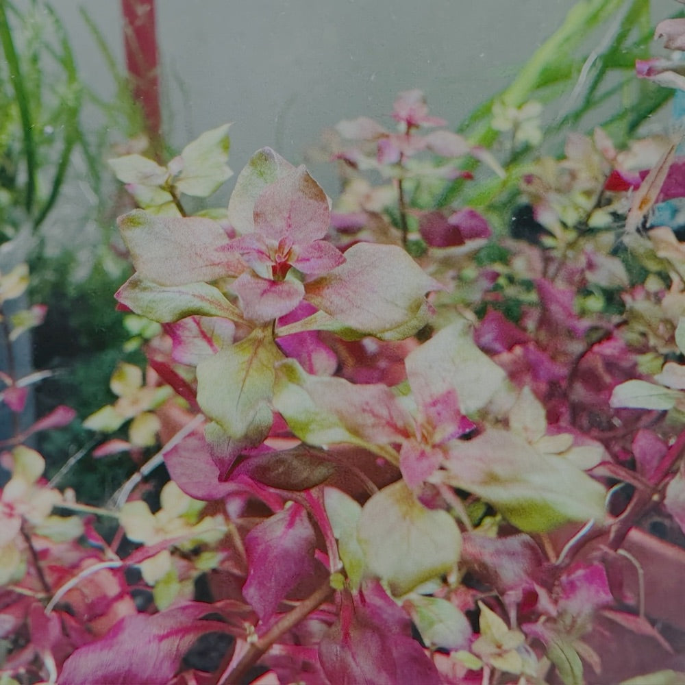 Ludwigia sp. Mini Super Red Micro Aquatic Shop