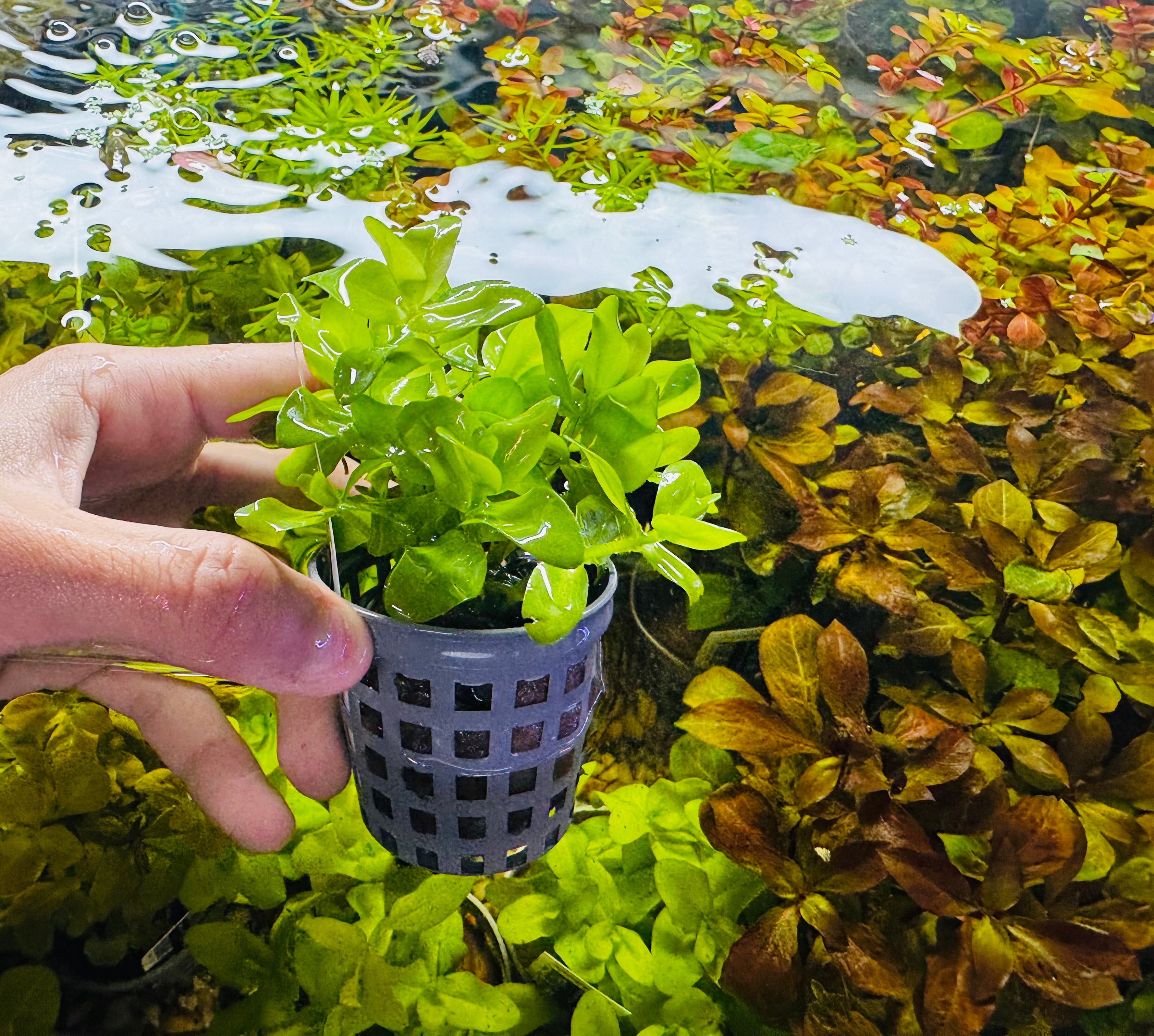 Assorted Plant Pot - Aquatic Plant