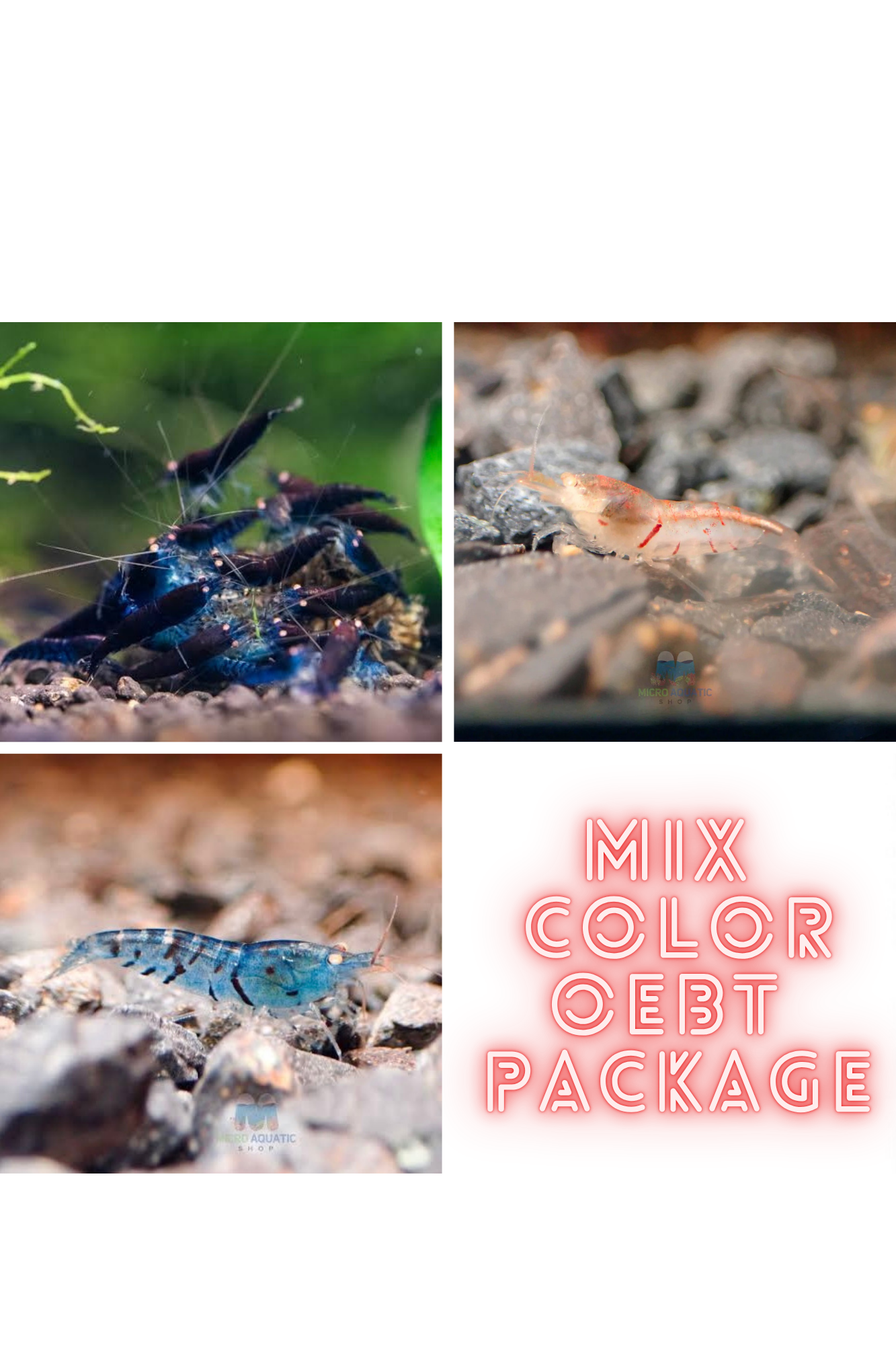 Mix Color Orange Eyes Tiger Shrimp