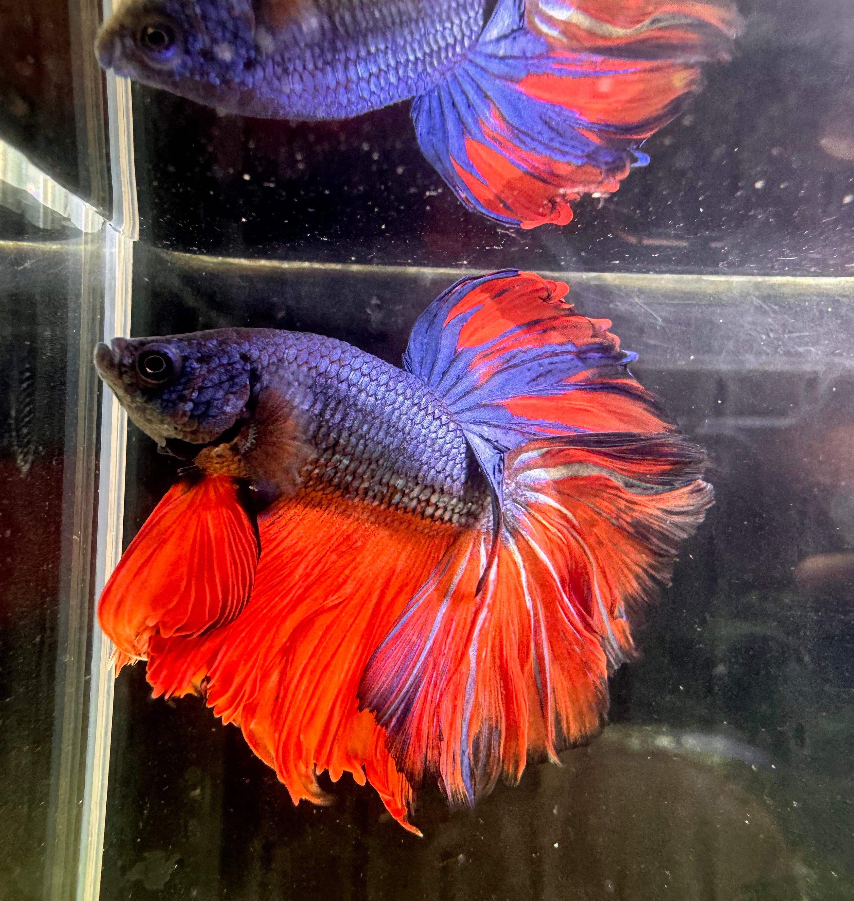 Betta Male - A Grade Giant Super Delta 6cm Show A3