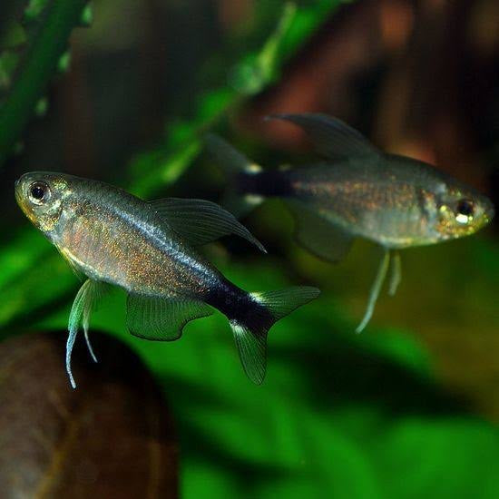 Tetra – Veilfins Tetra 3cm