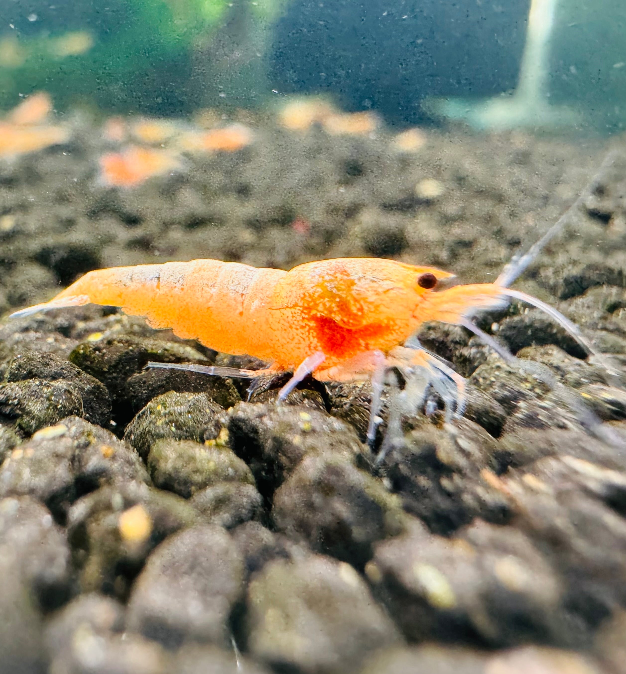 Buy 10 Peach Bolt Shrimp Get 10 Ghost Shrimp Free