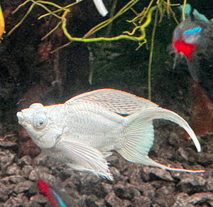 Mollies –  Ribbon Diamond Eyes Platinum Balloon 4cm Micro Aquatic Shop