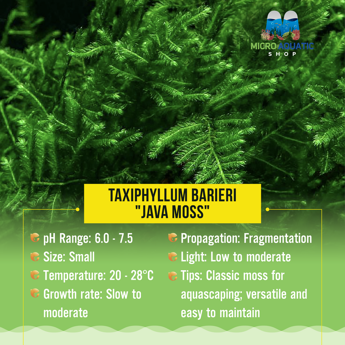 Taxiphyllum Barieri "Java Moss"