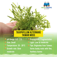 Taxiphyllum Alternans - Taiwan Moss