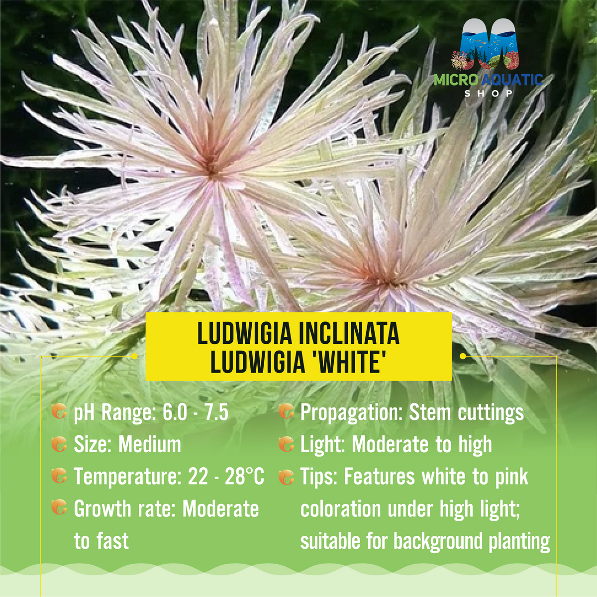 Ludwigia Inclinata - Ludwigia 'White'