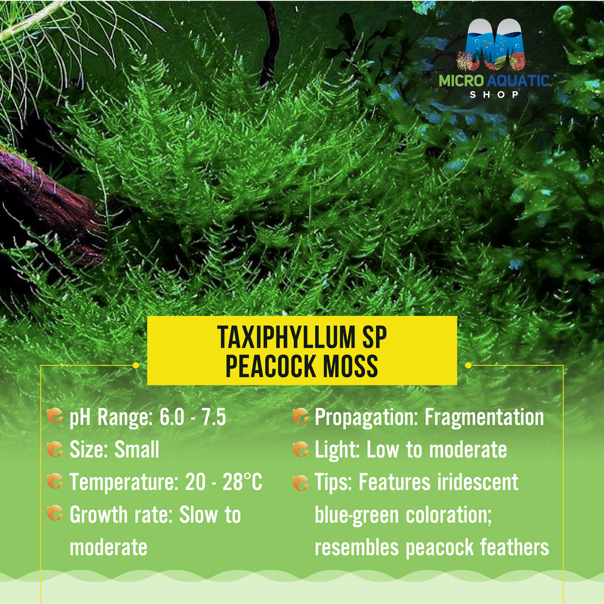 Taxiphyllum sp Peacock Moss
