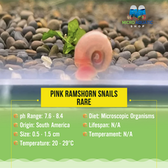 Pink Ramshorn Snails - Rare