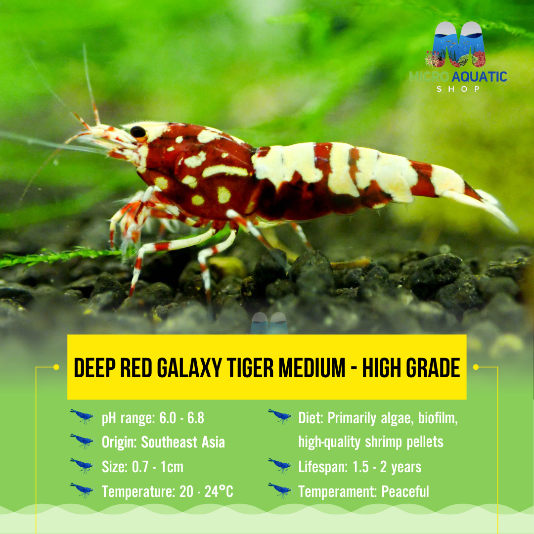 Deep Red Galaxy Tiger Medium - High Grade