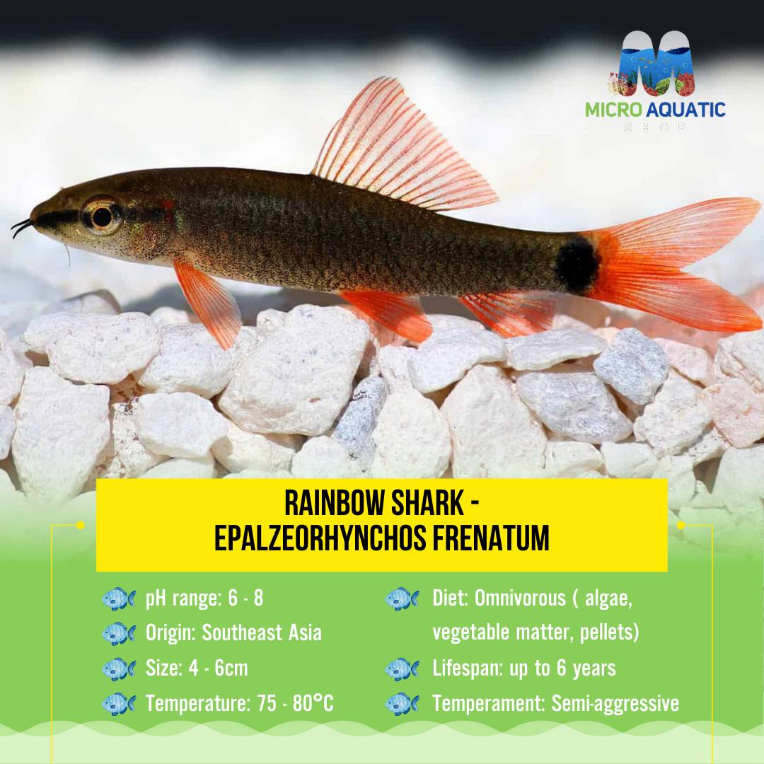 Rainbow Shark - Epalzeorhynchos Frenatum 4-6cm