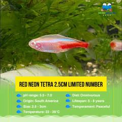 Red Neon Tetra 2.5cm Limited Number