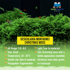 Vesicularia Montagnei -  Christmas Moss