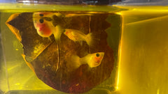 Rare - Glass Belly Mini Guppy 1.5cm