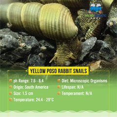 Yellow Poso Rabbit Snails