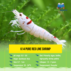 K14 Pure Red Line Shrimp