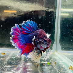 Betta Male - Purple Dumbo Ear Special Show