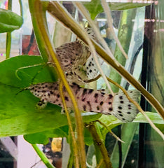 Spotted Hoplo Catfish 5cm