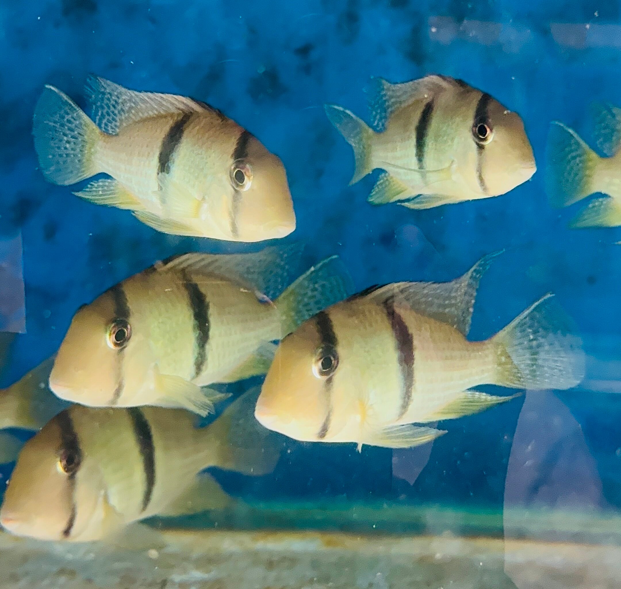 Central American Cichlid –Geo. guianacara dacrya - Bandit Cichlid