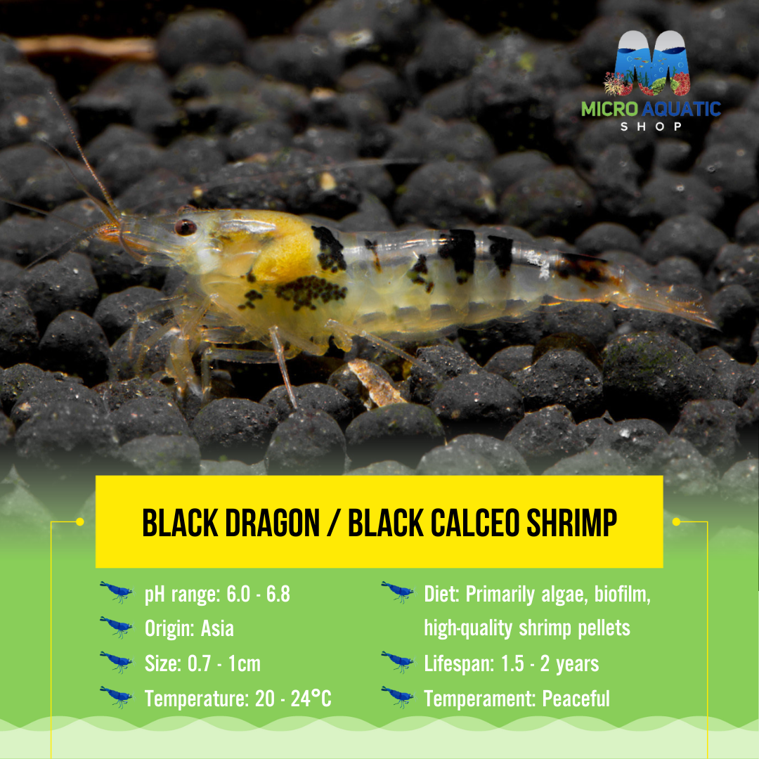 Black Dragon / Black Calceo Shrimp