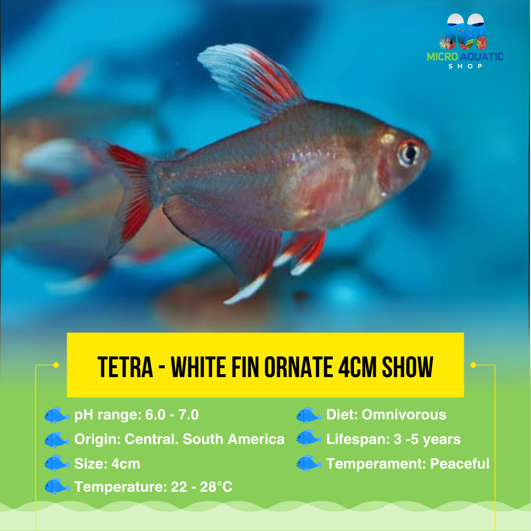 Tetra- White Fin Ornate 4cm Show