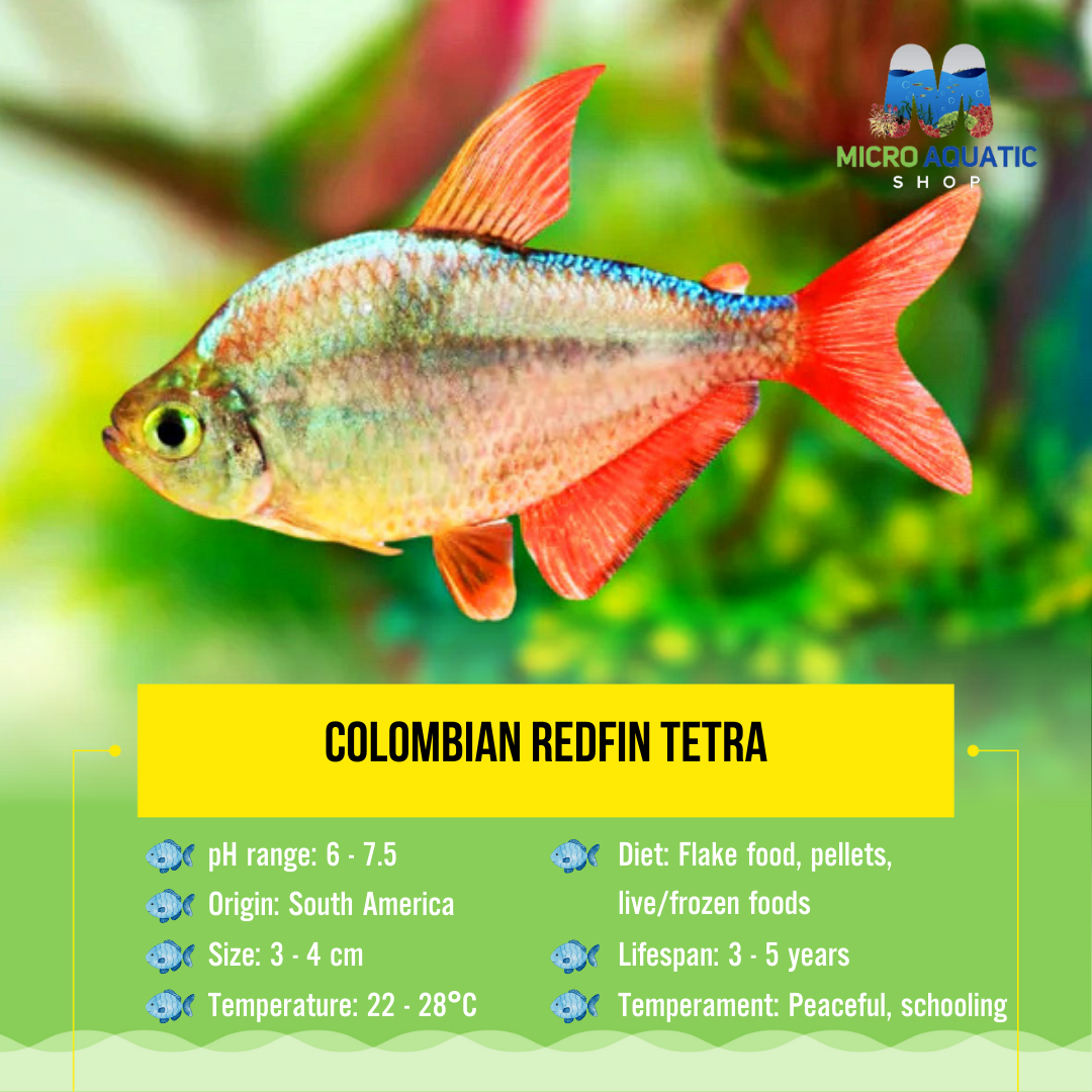 Columbian Redfin Tetra 4cm