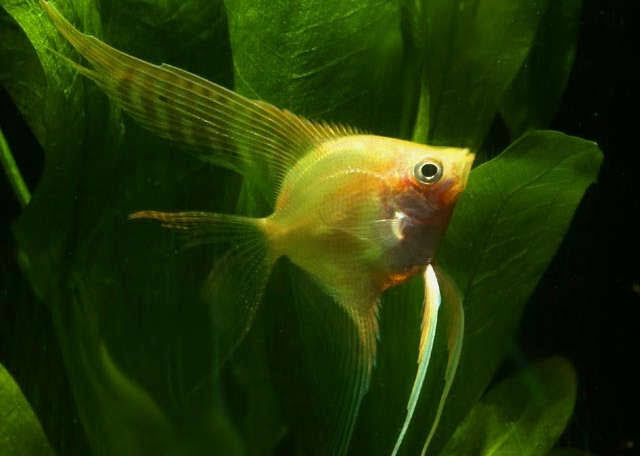 Angel fish - Golden Veiltail