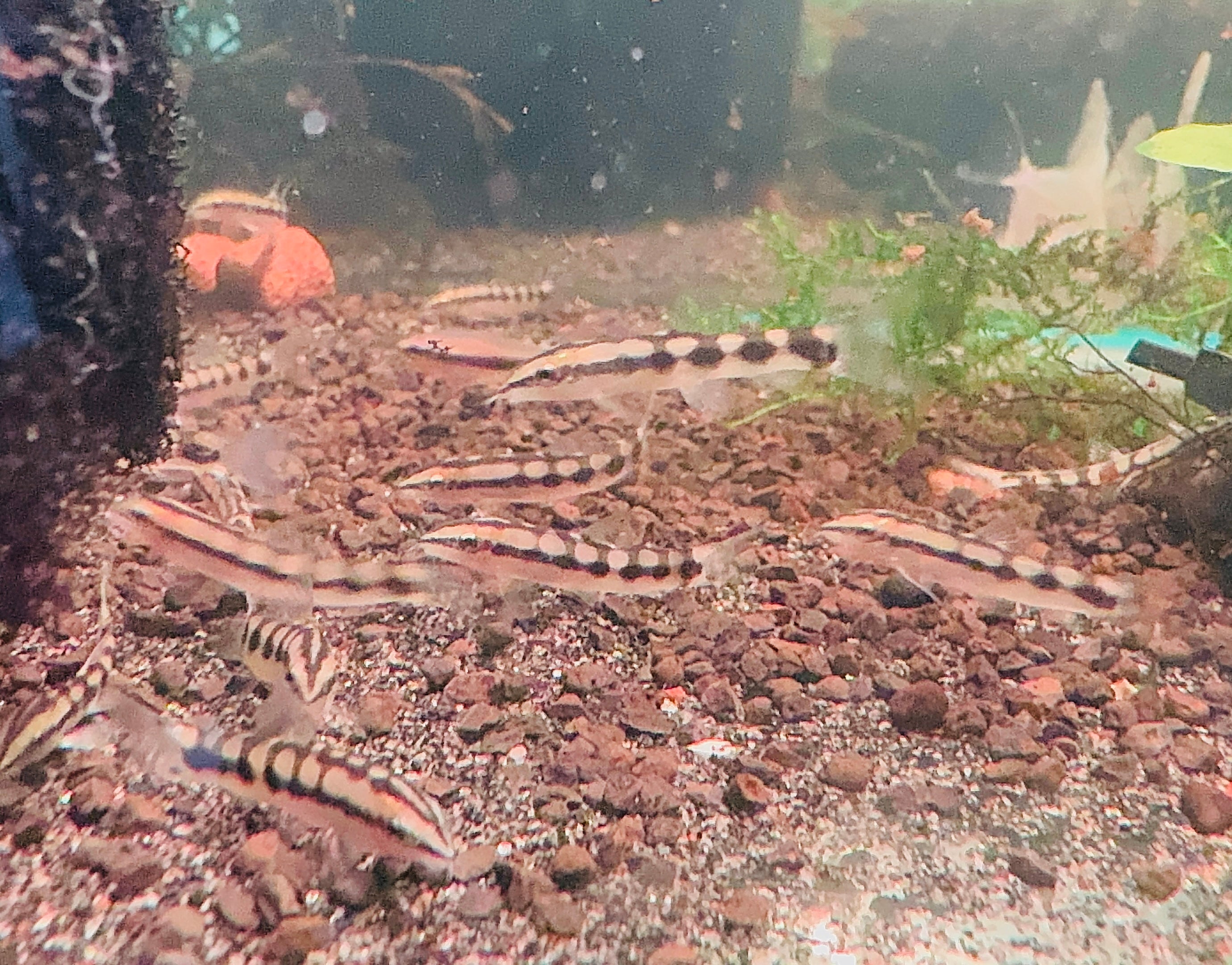 Dwarf Chain Loach - Sidthimunki Loach Micro Aquatic Shop