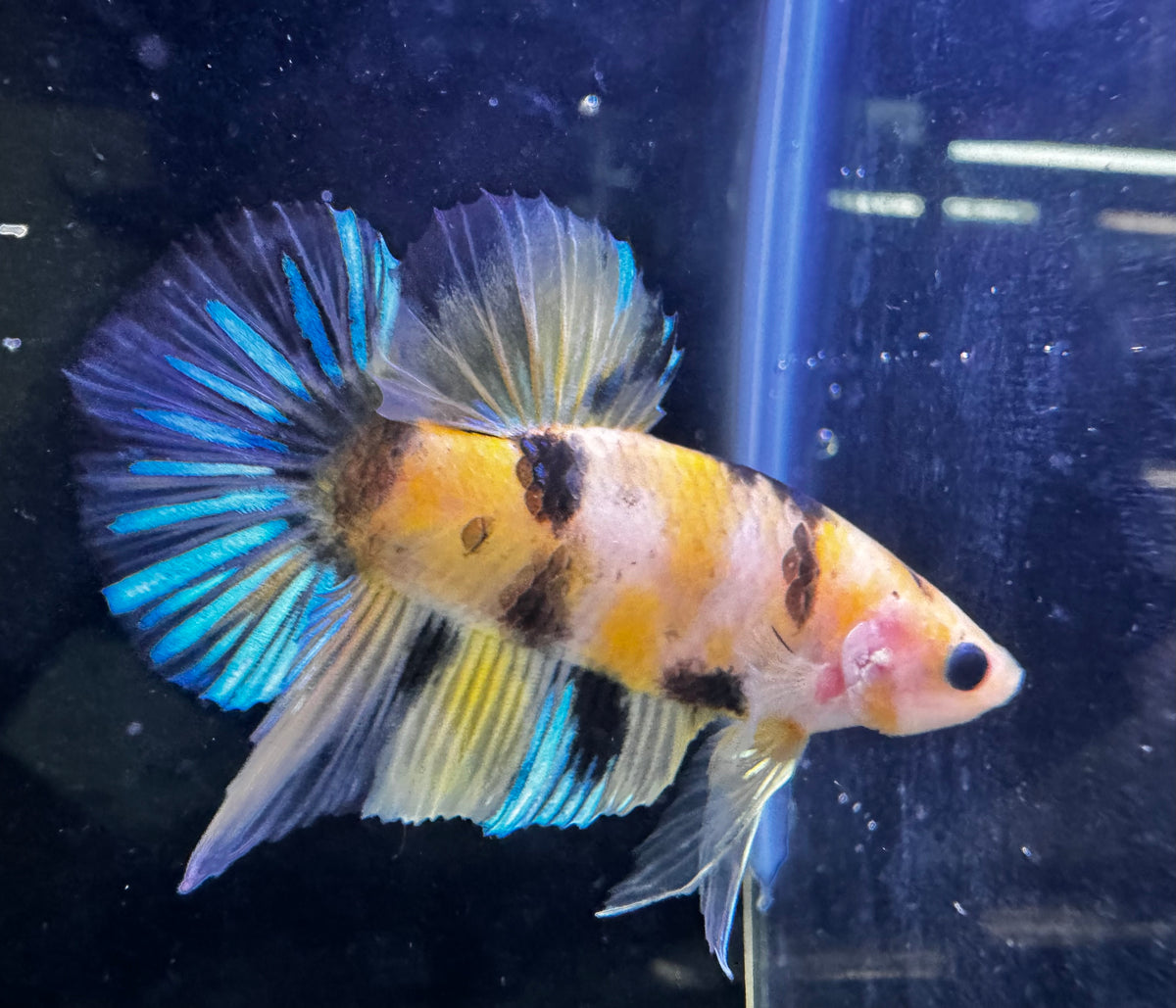 Sweet Candy Male Beta 1