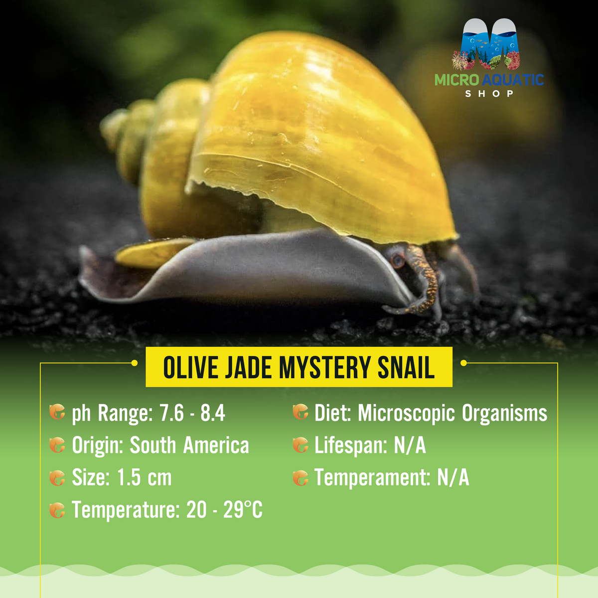 Olive Jade Mystery Snail
