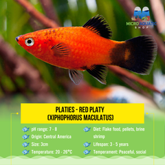 Platies – Red Platy (Xiphophorus maculatus) 3cm