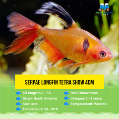 Serpae Longfin Tetra Show 4cm