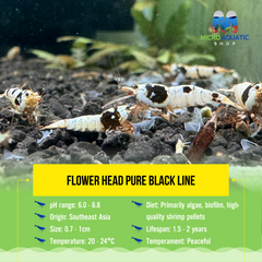 *New*Flower Head Pure Black Line