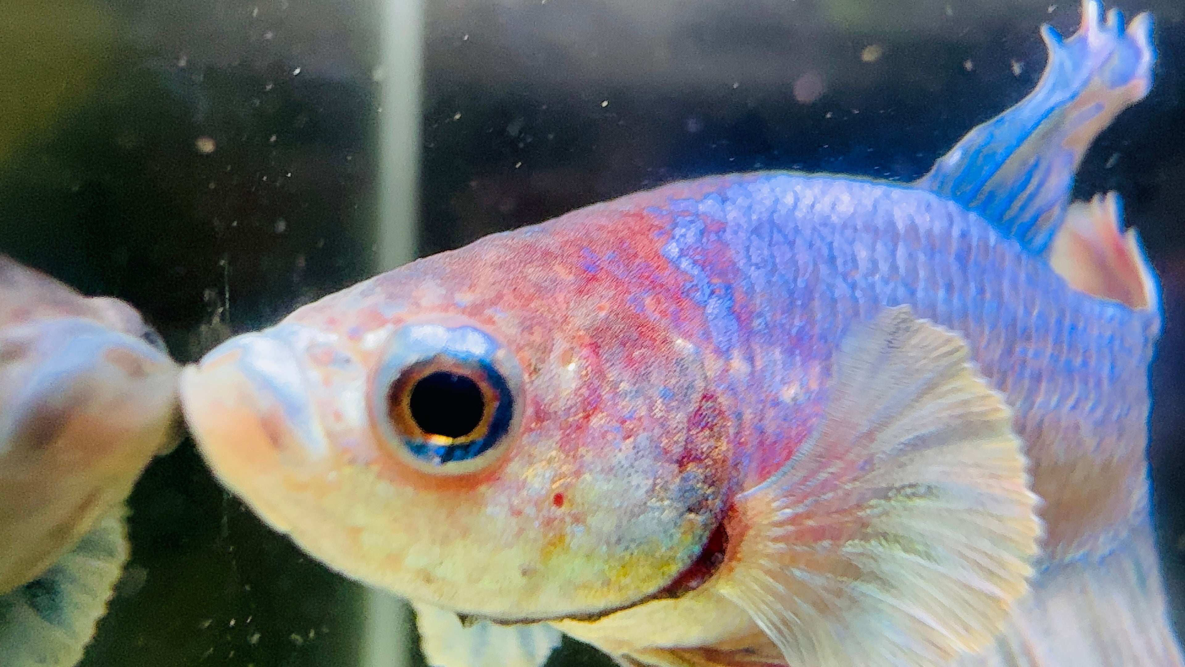 Betta Male - Dumbo Blue Pastel - Blue Eyes liner