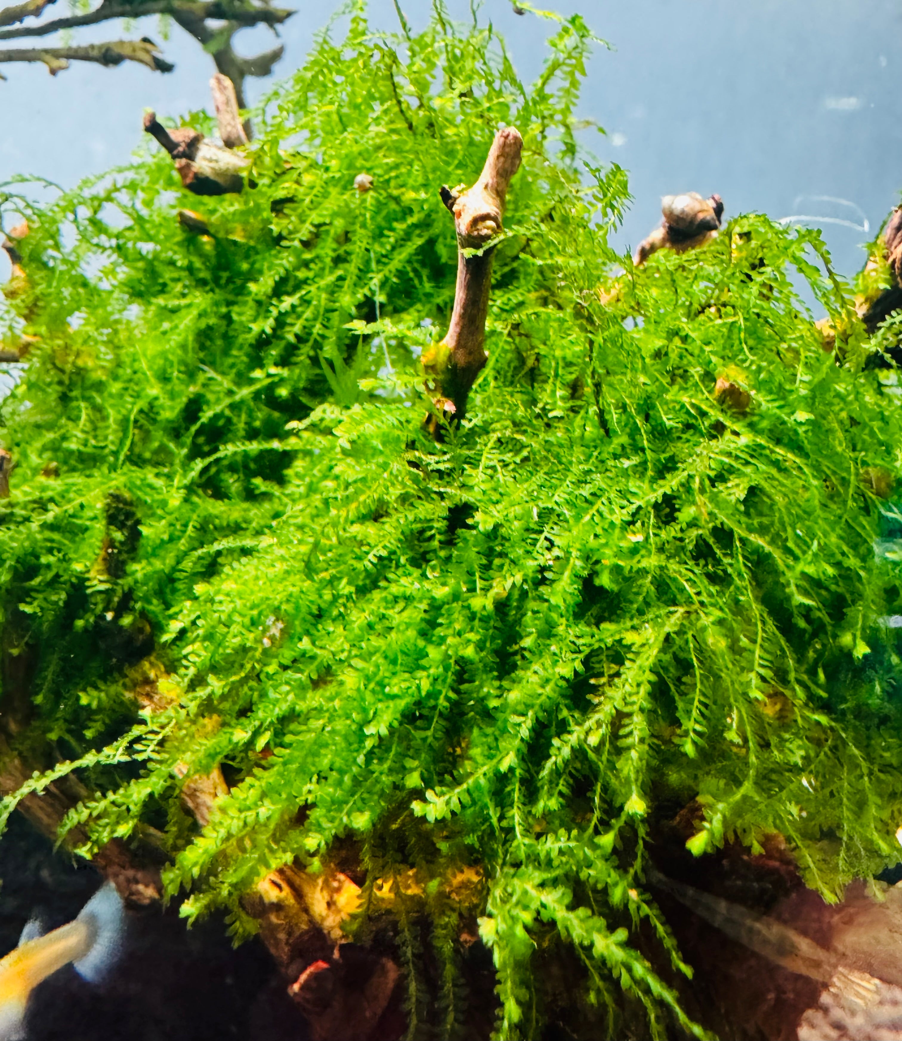 Moss- Weeping moss
