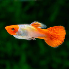 Guppy - Golden Koi Male