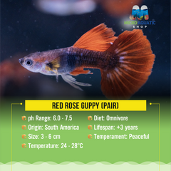 Red Rose Guppy ( Pair )