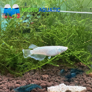 Japanese rice fish - Gabriel Demekin Medaka 2cm Micro Aquatic Shop